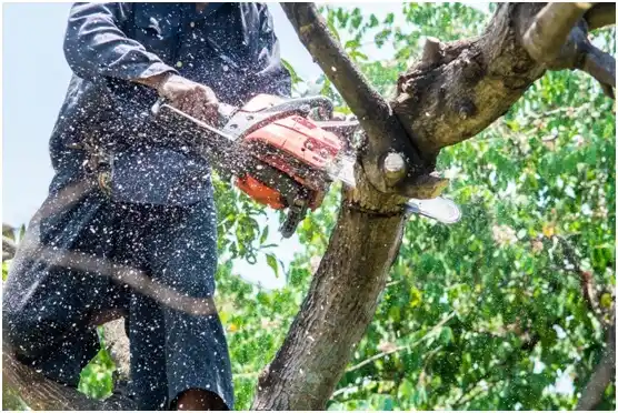 tree services Grundy